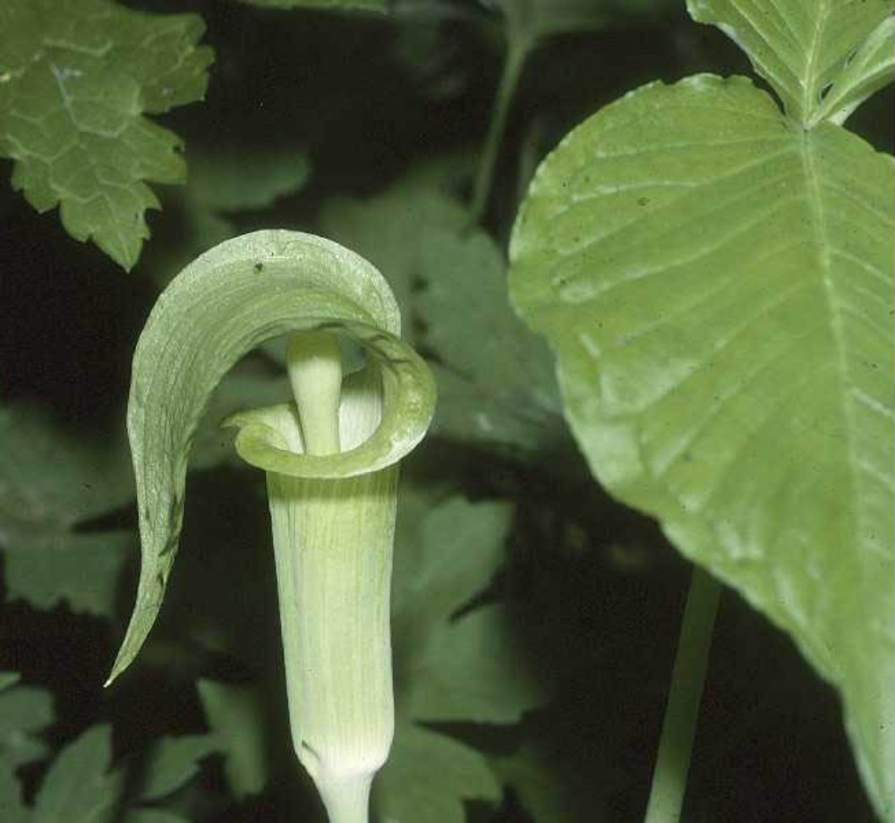 jack-in-the-pulpit